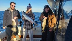 Three chinook salmon being caught by fisherman in Michigan