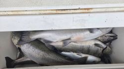 Two rainbow trout being fished in MI