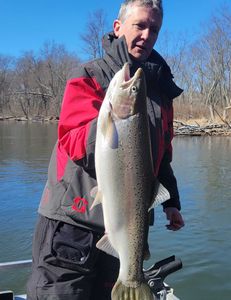 A lone rainbow trout in Manistee, Michigan