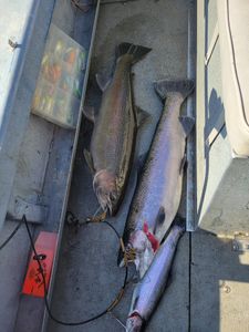 Three rainbow trout and coho salmon caught in Manistee, Michigan
