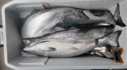 Two fish caught in MI