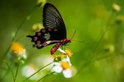 A scenic view of the Toronto skyline on a cruises, experiences, fishing, horseback riding, horseback_riding, hunting, offroading, off_roading, snow_sports, Snow Sports, tours, water_sports adventure