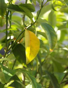 Scenic view of Toronto cityscape