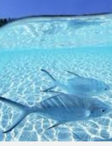 Great Pompano fish swimming in Toronto waters