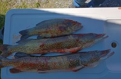 Three northern pike fish caught in NY