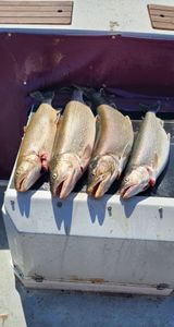 Four brook trout caught during fishing trip in Cape Vincent