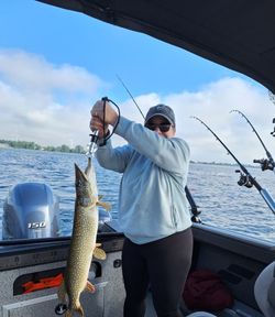 A chain pickerel, a 26-inch fish, caught while fishing in Cape Vincent