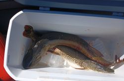Fishing in Cape Vincent