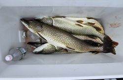 Magnificent Northern Pike caught in Cape Vincent