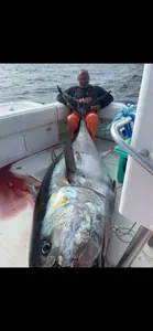 Blackfin Tuna, 75 inches, caught while fishing in Yarmouth