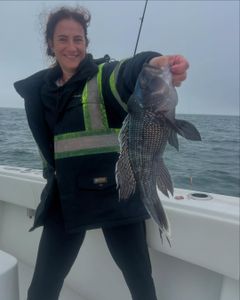Photograph of a sea bass caught while fishing in MA.