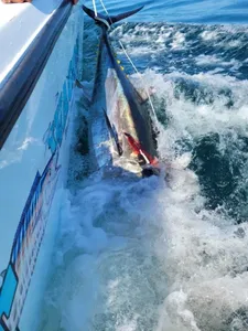Best Day Ever! Enormous Tuna Catch of the Day!
