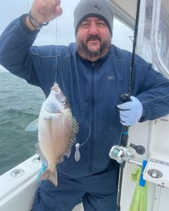 Scup fish caught while fishing in Yarmouth