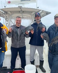 3 sea bass caught while fishing in MA