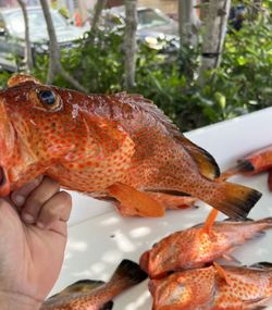 Red Grouper Haul - Cabo Rojo, Puerto Rico.