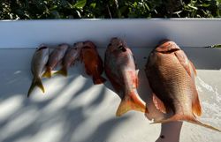 4 fish caught in PR during fishing and water sports activities