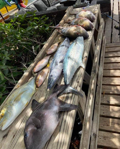 3 fish caught in PR while fishing and doing water sports