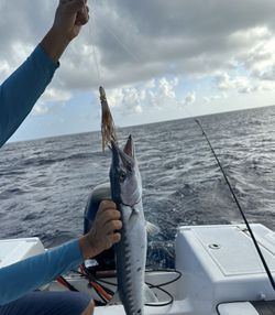A great barracuda swimming in the waters of Cabo Rojo