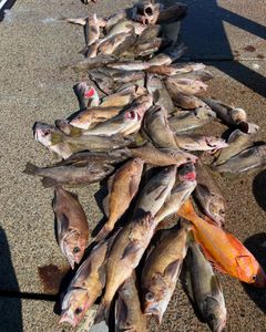 6 fish caught on fishing tour in OR
