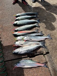9 coho salmon fishing in OR