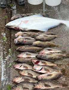 Seven fish caught during a fishing tour in Oregon