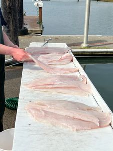 Lingcod Fillets