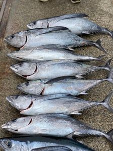 6 yellowfin tuna and blackfin tuna fish caught during fishing tour in oregon