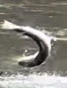 Scenic fishing tour in Roseburg