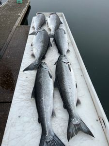 Three fishing rods with Roseburg in the background