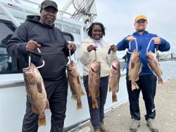 Six black drum fish caught on a fishing tour in OR