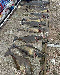 Six Pacific Halibut fish caught in Roseburg