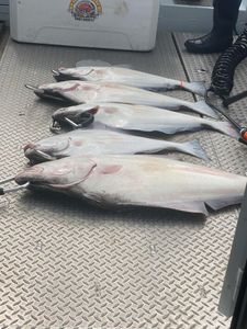 Three fish caught on a fishing tour in OR