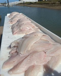 One fishing tour in OR