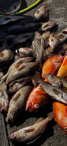 Blasted today at Winchester Bay with this exciting variety of fish!