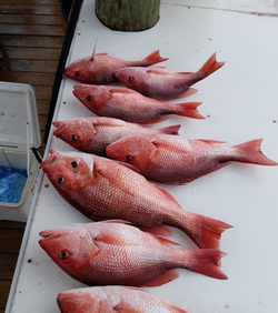 7 fish caught while fishing at Fort Morgan