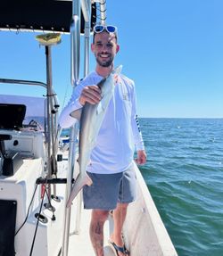Bonnethead shark caught while fishing in Fort Morgan