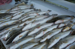 One fish caught at the beautiful Fort Morgan location