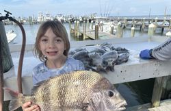 Sheepshead fish catch displayed at Fort Morgan AL marina with boats and docks in background