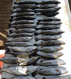10 spotted weakfish and great barracuda fish caught in Fort Morgan