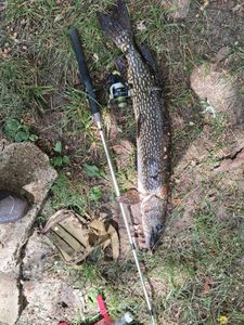 Northern pike caught fishing in Hesperia MI lying on grass next to fishing rod and tackle