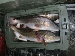 Grand Isle Redfish Fishing