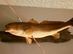 Trophy Redfish