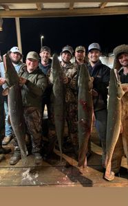 4 fish caught during a fishing trip in LA