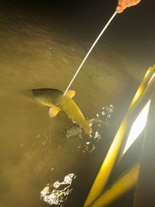 Alligator gar being caught while fishing in Grand Isle Louisiana