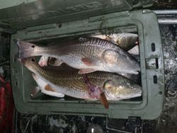 Two redfish caught in Grand Isle