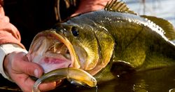 Angler holding a fishing rod in Mysore