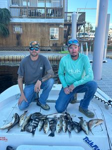 Two spotted weakfish, 8 inches, fishing in FL