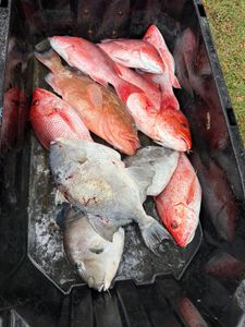 6 fish caught while fishing in FL