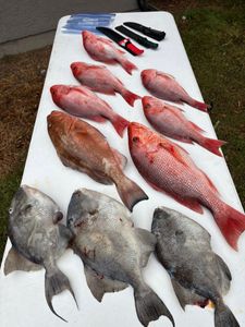 7 grey triggerfish caught in panama city