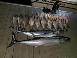 Seven Greater Amberjack, Bluefish, and Mahi Mahi caught while fishing in FL